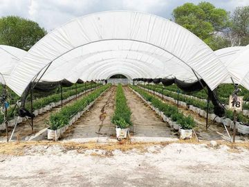 HUERTA DE ARANDANOS EN VENTA EN TZINTZUNTZAN, MICHOACAN