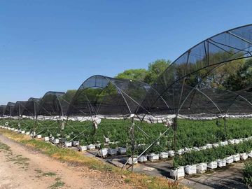 HUERTA DE ARANDANOS EN VENTA EN TZINTZUNTZAN, MICHOACAN