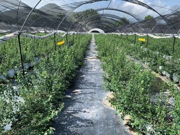 HUERTA DE ARANDANOS EN VENTA EN TZINTZUNTZAN, MICHOACAN