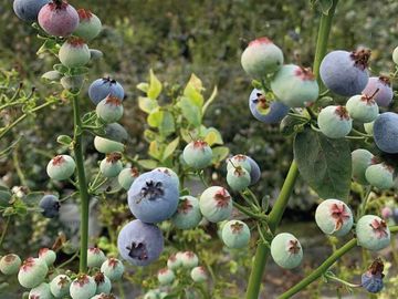 HUERTA DE ARANDANOS EN VENTA EN TZINTZUNTZAN, MICHOACAN