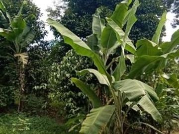 Tanah 3400m2 produktif ada manggis,durian di Wanayasa Purwakarta