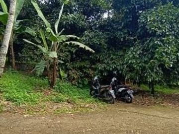 Tanah 3400m2 produktif ada manggis,durian di Wanayasa Purwakarta