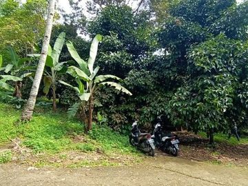 Tanah 3400m2 produktif ada manggis,durian di Wanayasa Purwakarta