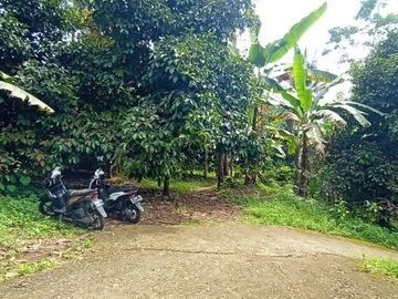 Tanah 3400m2 produktif ada manggis,durian di Wanayasa Purwakarta