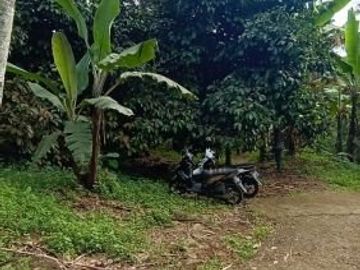 Tanah 3400m2 produktif ada manggis,durian di Wanayasa Purwakarta
