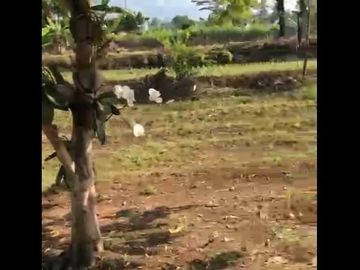 Dijual Tanah Dekat Water Park Di Majasari Pandeglang