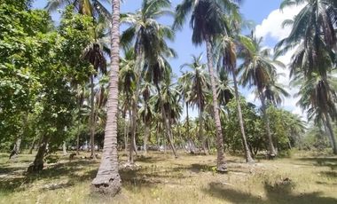Sitio Tarabanan, Brgy. Concepcion, Puerto Princesa City, Palawan