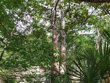 Venta de terreno, Tipo Campestre, con cabañas y casa, Valladolid, ,Yuc