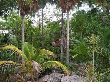Venta de terreno, Tipo Campestre, con cabañas y casa, Valladolid, ,Yuc