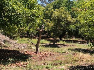 Parcela en Venta en Camino Lonquen - Camino el Oliveto