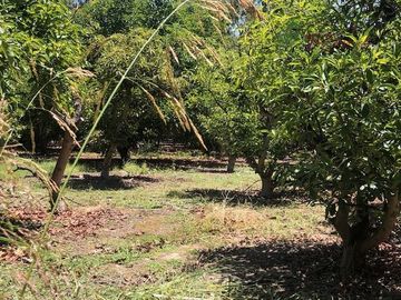 Parcela en Venta en Camino Lonquen - Camino el Oliveto