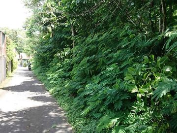 Tanah pekarangan luas di area wisata Kaliurang