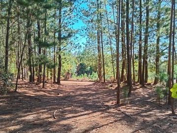 11 ha Alto Potencial de Loteo Zona en Crecimiento Licantén