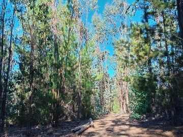 11 ha Alto Potencial de Loteo Zona en Crecimiento Licantén