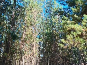11 ha Alto Potencial de Loteo Zona en Crecimiento Licantén