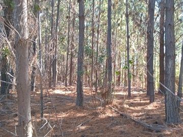 11 ha Alto Potencial de Loteo Zona en Crecimiento Licantén