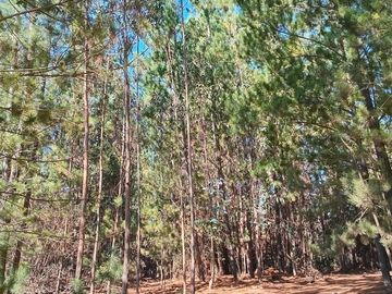 11 ha Alto Potencial de Loteo Zona en Crecimiento Licantén