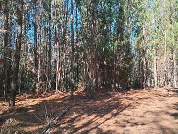 11 ha Alto Potencial de Loteo Zona en Crecimiento Licantén