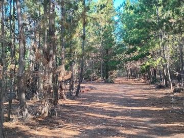 11 ha Alto Potencial de Loteo Zona en Crecimiento Licantén