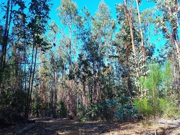 11 ha Alto Potencial de Loteo Zona en Crecimiento Licantén