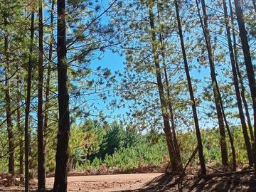 11 ha Alto Potencial de Loteo Zona en Crecimiento Licantén