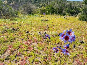 Hermoso terreno en venta Playa Grande Tongoy, cerca Humedal