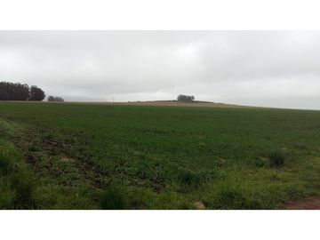 VENDO O PERMUTO 40 HECTAREAS DE CAMPO UNICAS EN BALCARCE