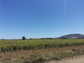 VENDO O PERMUTO 40 HECTAREAS DE CAMPO UNICAS EN BALCARCE