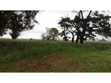 VENDO O PERMUTO 40 HECTAREAS DE CAMPO UNICAS EN BALCARCE