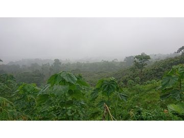 Se Vende 357 Has De Hacienda Productiva Quinindé