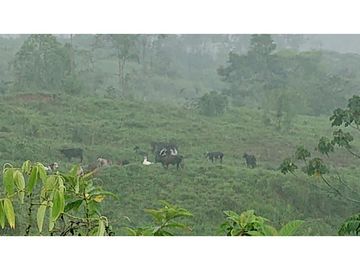 Se Vende 357 Has De Hacienda Productiva Quinindé