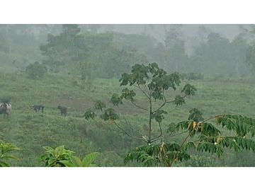 Se Vende 357 Has De Hacienda Productiva Quinindé