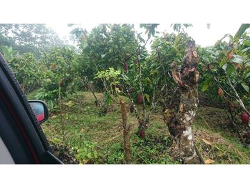 Se Vende 357 Has De Hacienda Productiva Quinindé