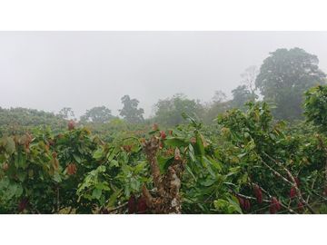 Se Vende 357 Has De Hacienda Productiva Quinindé