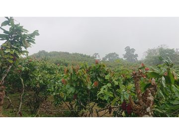 Se Vende 357 Has De Hacienda Productiva Quinindé