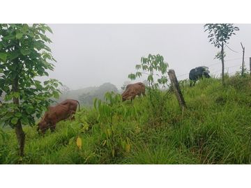 Se Vende 357 Has De Hacienda Productiva Quinindé