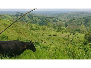 Se Vende 357 Has De Hacienda Productiva Quinindé