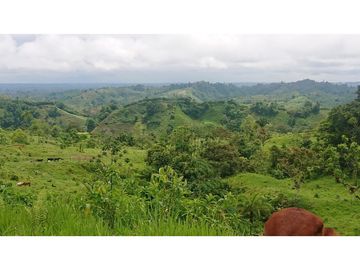 Se Vende 357 Has De Hacienda Productiva Quinindé