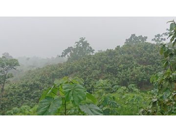 Se Vende 357 Has De Hacienda Productiva Quinindé