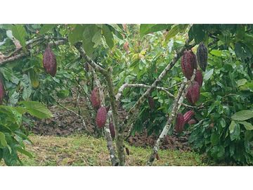 Se Vende 357 Has De Hacienda Productiva Quinindé