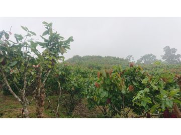 Se Vende 357 Has De Hacienda Productiva Quinindé