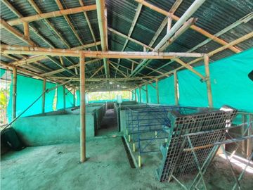 SE VENDE FINCA PRODUCTIVA VEREDA ENTRE FILANDIA - QUIMBAYA