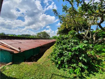 SE VENDE FINCA PRODUCTIVA VEREDA ENTRE FILANDIA - QUIMBAYA