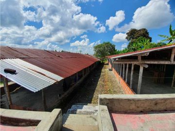 SE VENDE FINCA PRODUCTIVA VEREDA ENTRE FILANDIA - QUIMBAYA