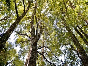 Parcela en venta en Panguipulli