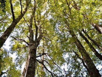 Parcela en venta en Panguipulli