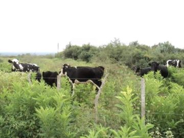 EN VENTA- CAMPO EN LA PAZ- PROVINCIA DE CATAMARCA