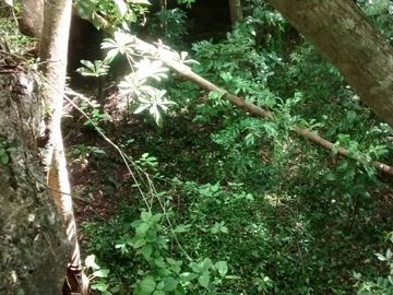 En Venta, Espectacular Terreno con más de 14 Cenotes, Vegetación alta y abundant
