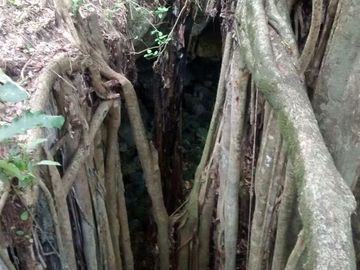 En Venta, Espectacular Terreno con más de 14 Cenotes, Vegetación alta y abundant