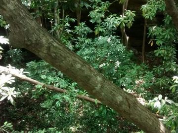 En Venta, Espectacular Terreno con más de 14 Cenotes, Vegetación alta y abundant